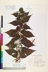 Image of specimen image