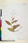 Image of specimen image