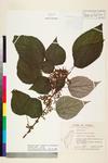 Image of specimen image