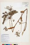 Image of specimen image