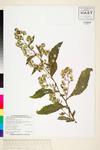 Image of specimen image