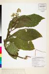 Image of specimen image