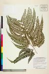 Image of specimen image
