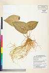 Image of specimen image