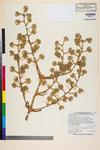 Image of specimen image