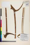 Image of specimen image