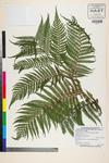 Image of specimen image