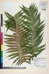 Image of specimen image