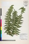 Image of specimen image
