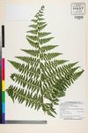 Image of specimen image